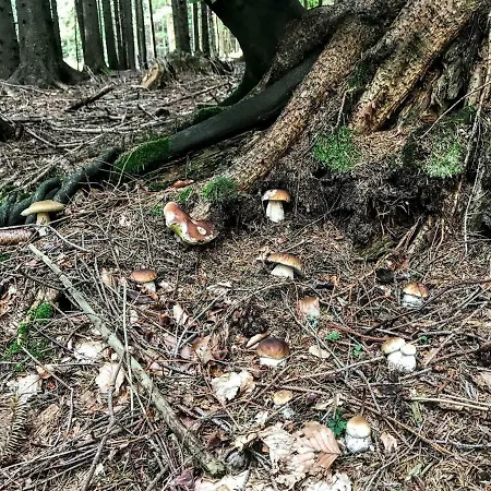 Planina Pod Sumikom 招待所 3*