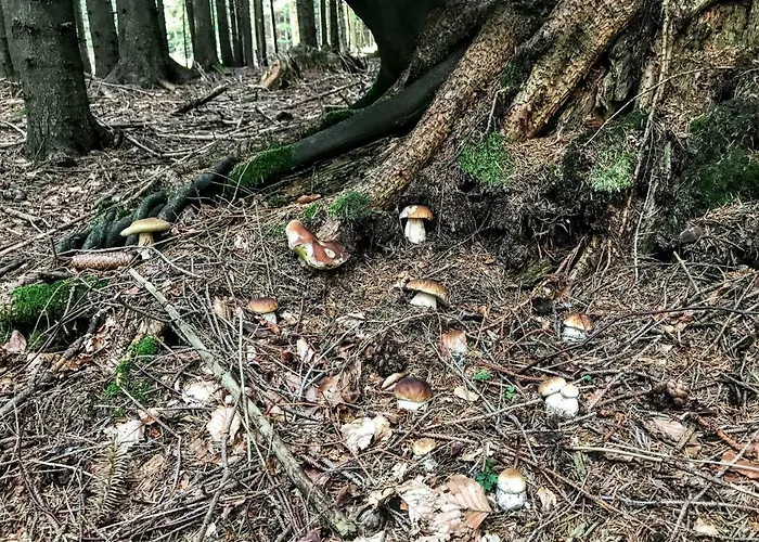 Planina Pod Sumikom Gasthuis 3*